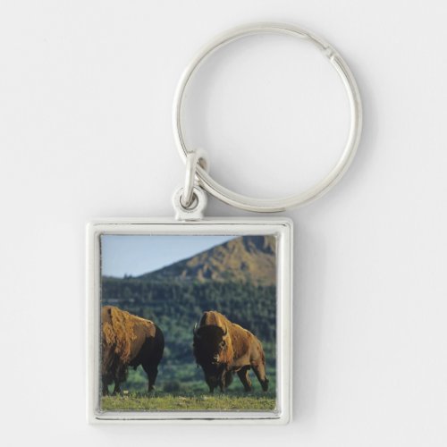 Bison bulls at Waterton Lakes National Park in Keychain