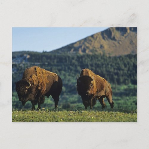 Bison bulls at Waterton Lakes National Park in Postcard