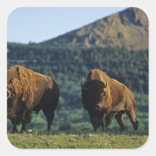 Bison bulls at Waterton Lakes National Park in Square Sticker