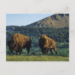 Bison bulls at Waterton Lakes National Park Postcard