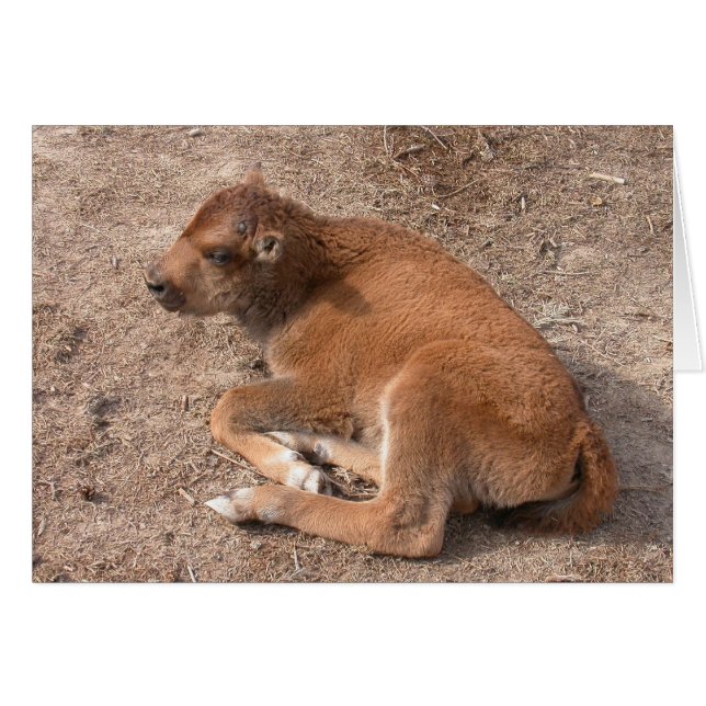 Bison Calf Cards (Front Horizontal)