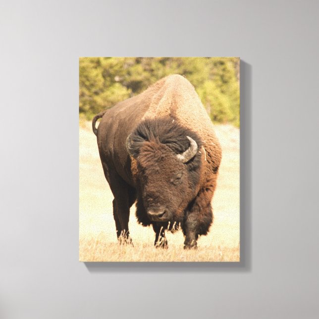 Bison Canvas Print (Front)