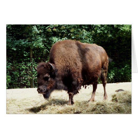 Bison Cards (Front Horizontal)