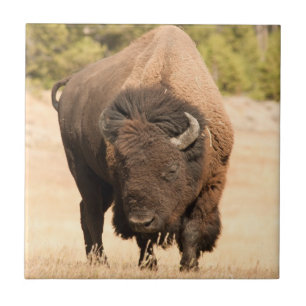 Bison Ceramic Tile