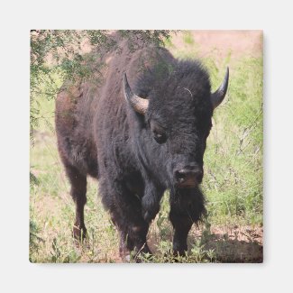 Bison Close Up