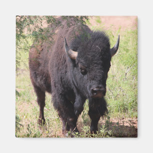 Bison Close Up Magnet