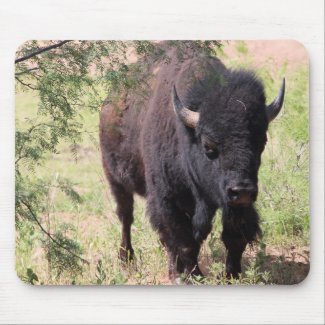 Bison Close Up