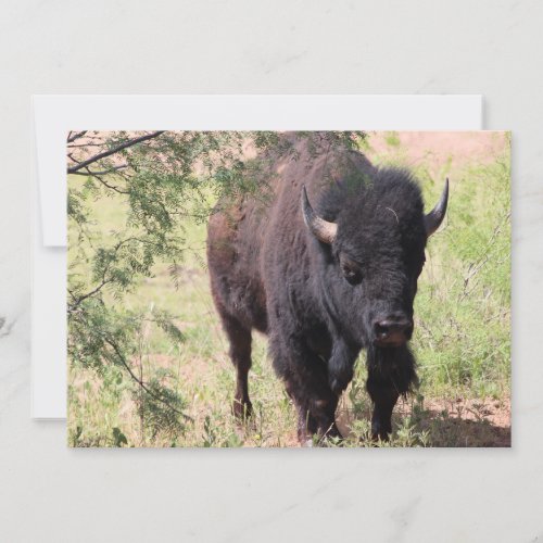 Bison Close Up Note Card