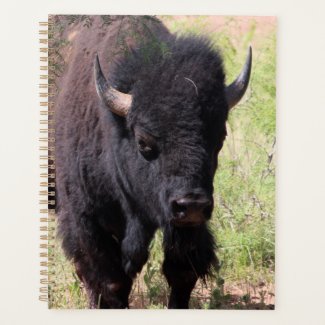 Bison Close Up