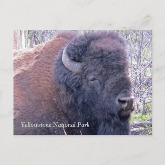 Bison Closeup Postcard (Front)