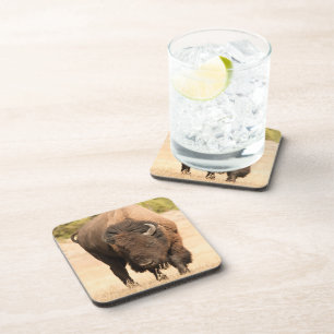 Bison Coaster