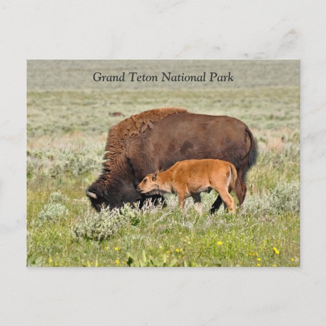 Bison Cow and Calf Scenic Postcard (Front)