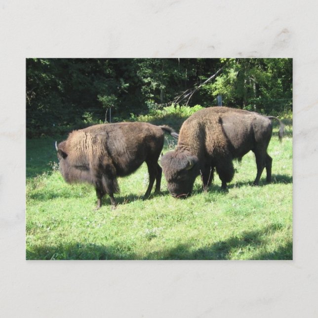 " BISON DAYS " POSTCARD (Front)