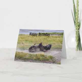 Bison Dust Bath, Yellowstone National Park Wyoming Card