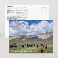 Bison Fun Facts Yellowstone National Park
