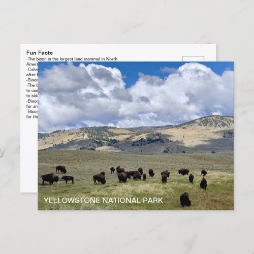 Bison Fun Facts Yellowstone National Park Postcard