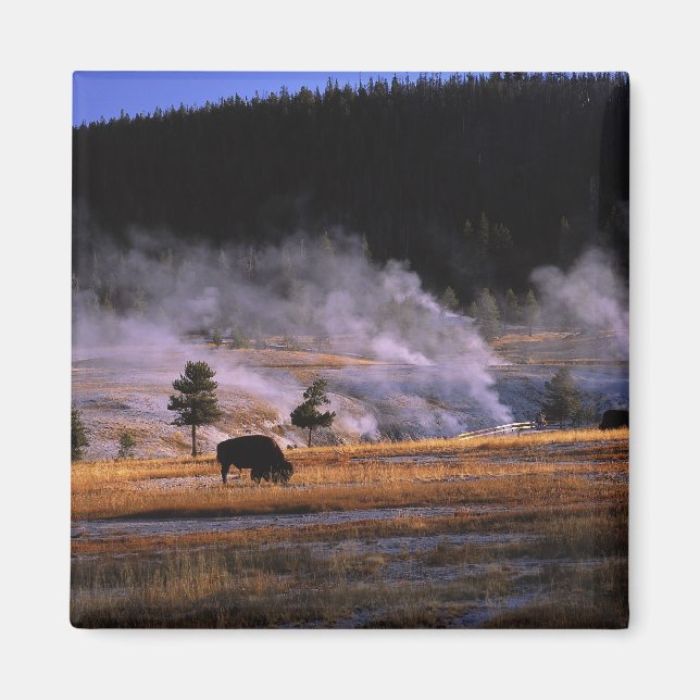 Bison grazing in the Upper Geyser Basin Magnet (Front)