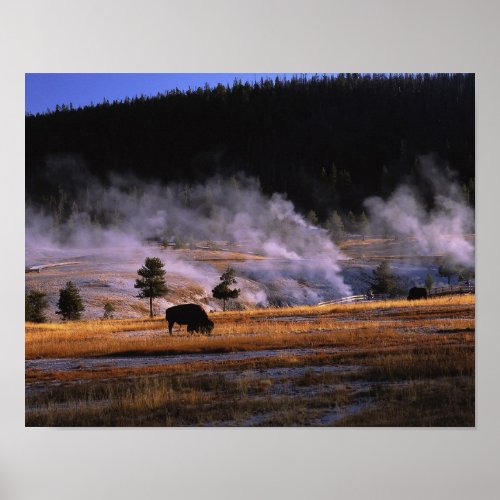 Bison grazing in the Upper Geyser Basin near Poster