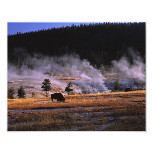 Bison grazing in the Upper Geyser Basin Photo Print (Front)