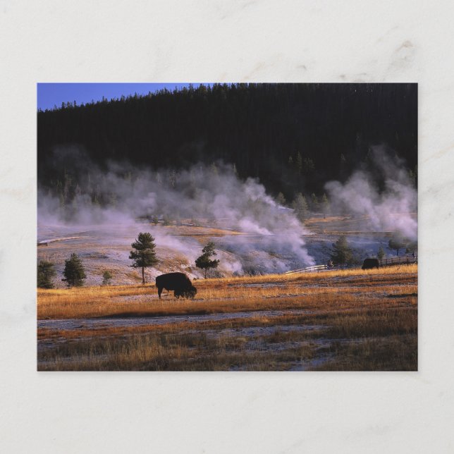 Bison grazing in the Upper Geyser Basin Postcard (Front)