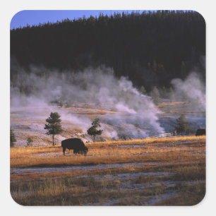Bison grazing in the Upper Geyser Basin Square Sticker