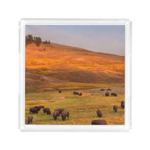 Bison Grazing on Hill at Hayden Valley Acrylic Tray