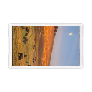 Bison Grazing on Hill at Hayden Valley Acrylic Tray