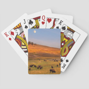 Bison Grazing on Hill at Hayden Valley Poker Cards