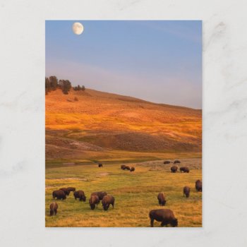 Bison Grazing On Hill At Hayden Valley Postcard by usyellowstone at Zazzle