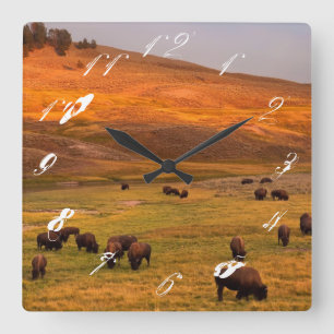 Bison Grazing on Hill at Hayden Valley Square Wall Clock