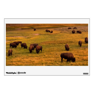 Bison Grazing on Hill at Hayden Valley Wall Sticker