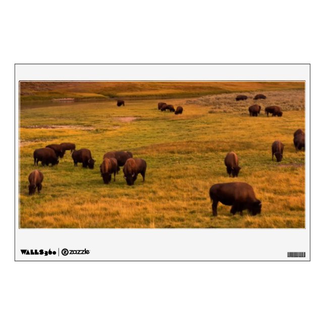 Bison Grazing on Hill at Hayden Valley Wall Sticker (Front)
