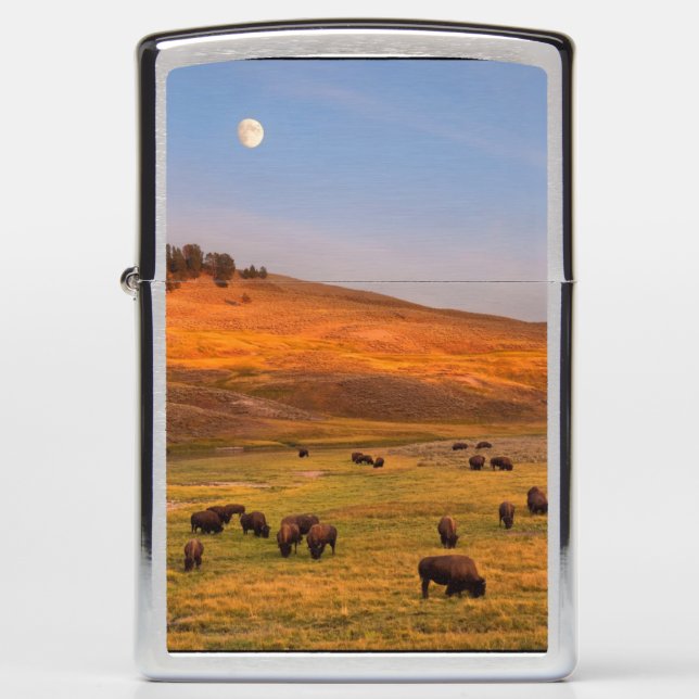 Bison Grazing on Hill at Hayden Valley Zippo Lighter (Front)