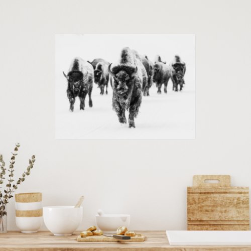 Bison Group Black And White Photography Art Poster