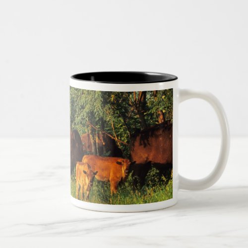 Bison Herd at Neil Smith NWR in Iowa Two_Tone Coffee Mug