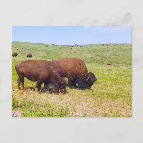 Bison Herd Custer State Park South Dakota Postcard