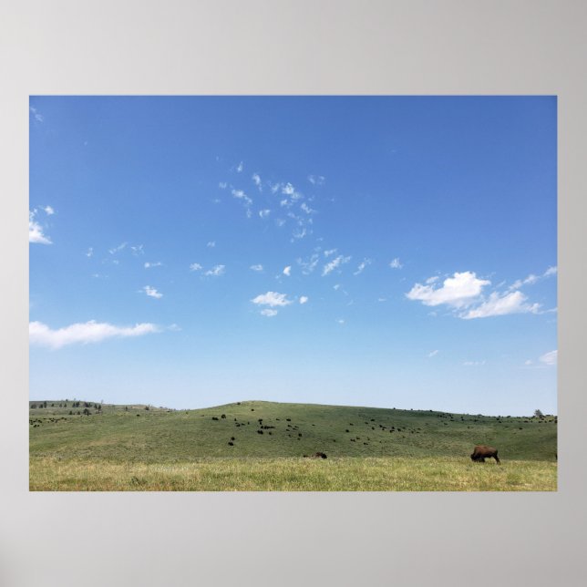Bison Herd, Custer State Park, South Dakota Poster (Front)
