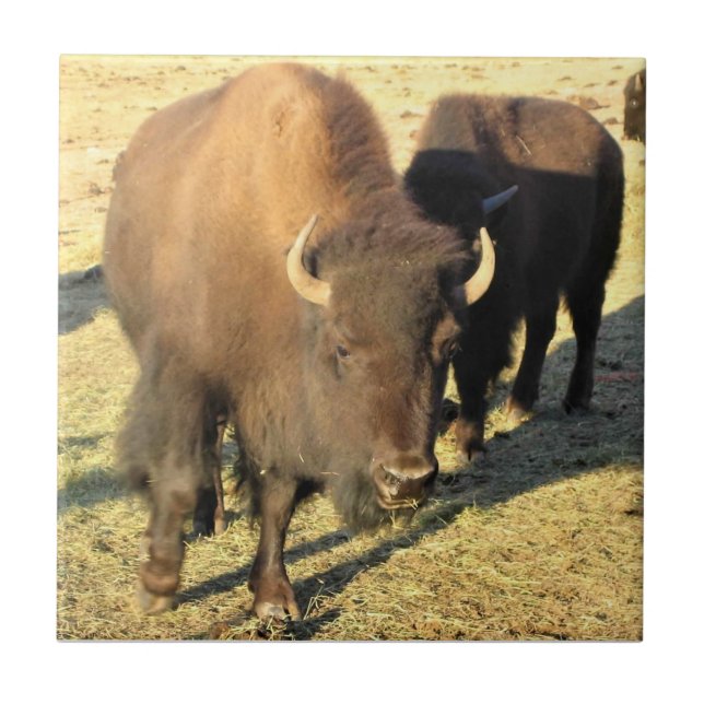 Bison in Colorado Ceramic Tile (Front)