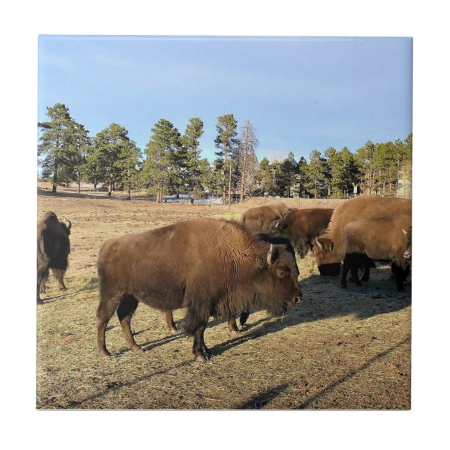 Bison in Colorado Ceramic Tile (Front)