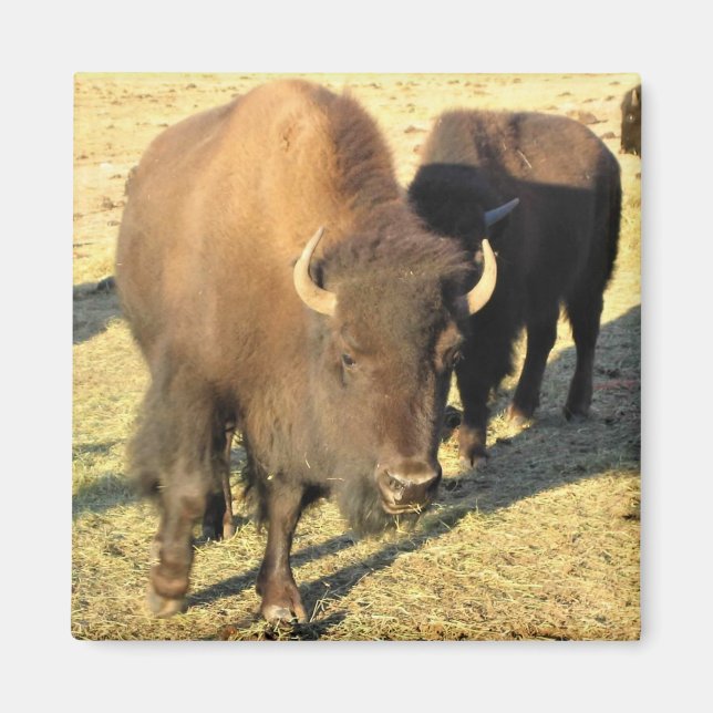 Bison in Colorado Magnet (Front)