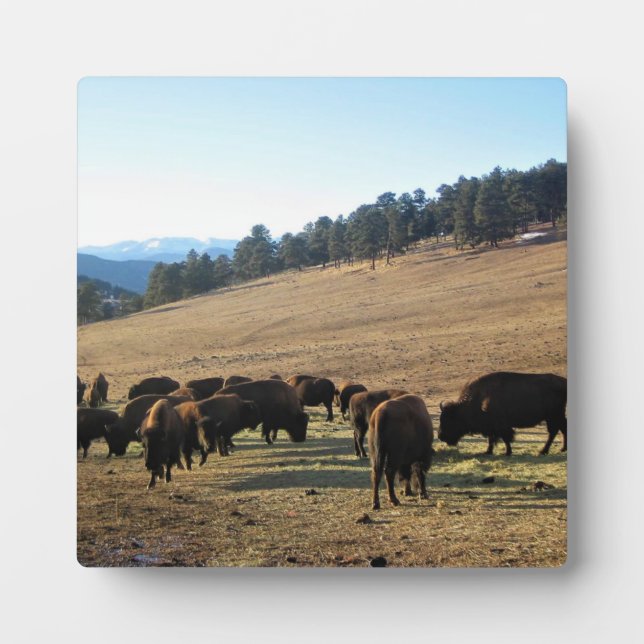Bison in Colorado Plaque (Front)