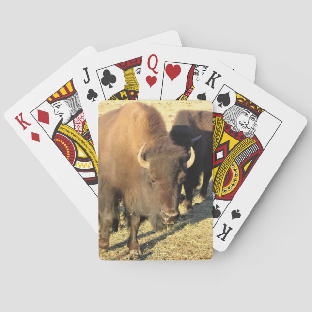 Bison in Colorado Poker Cards (Back)