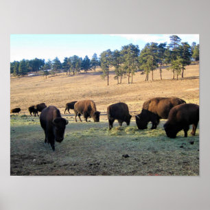 Bison in Colorado Poster
