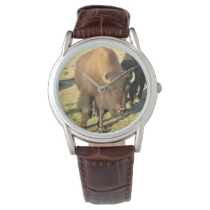 Bison in Colorado Watch