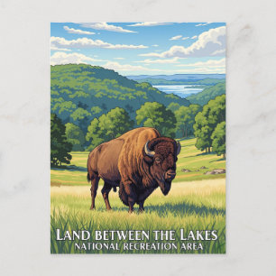 Bison in Land Between the Lakes Kentucky Postcard