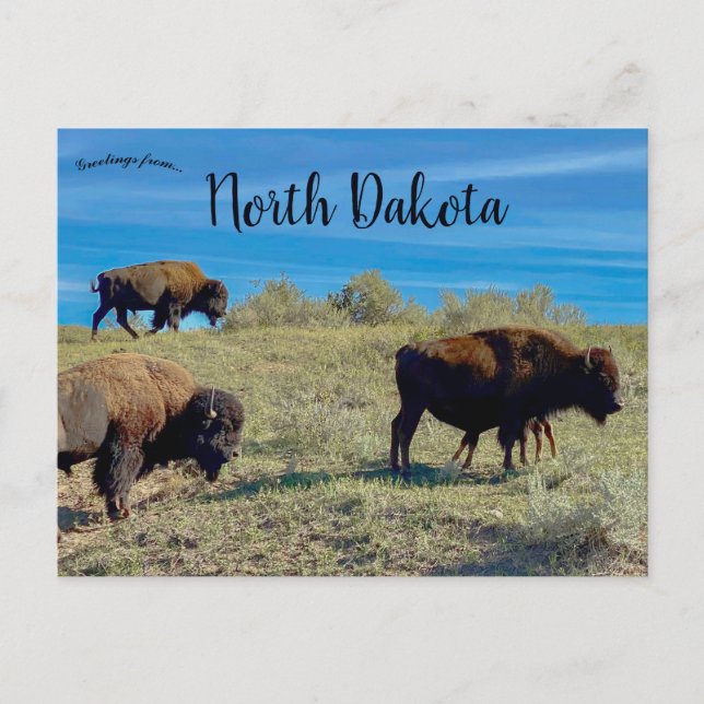 Bison in North Dakota Postcard (Front)