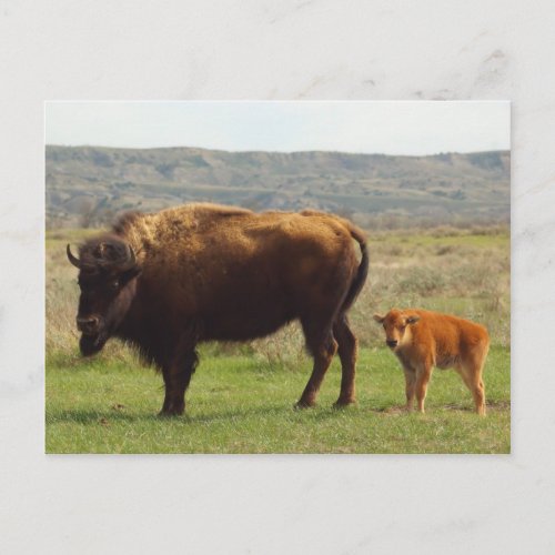 Bison in North Dakota Postcard