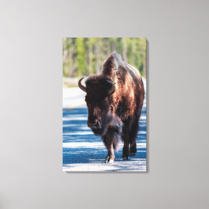 Bison in roadway in Yellowstone National Park Canvas Print