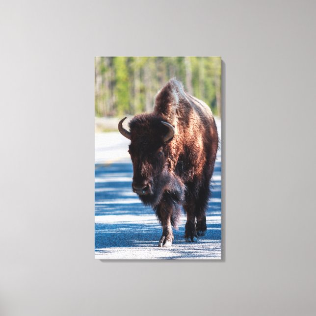 Bison in roadway in Yellowstone National Park Canvas Print (Front)