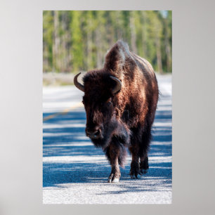 Bison in roadway in Yellowstone National Park Poster